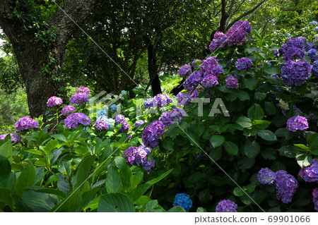 Hydrangea in Izu Shimoda Park 69901066