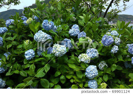 Hydrangea in Izu Shimoda Park 69901124