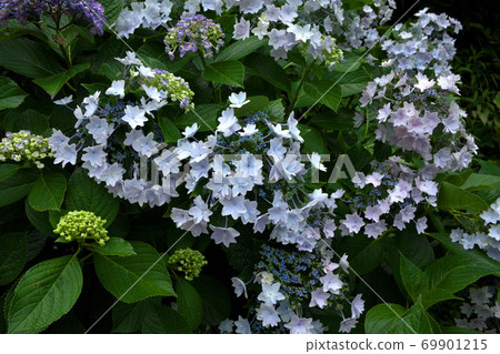 Hydrangea in Izu Shimoda Park 69901215