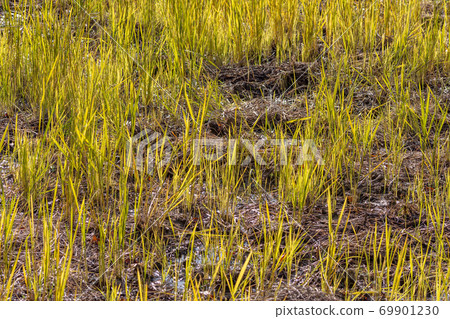 Rice paddy field in winter, Kanazawa, Ishikawa Prefecture, Western Japan. Rice paddy field in winter, Kanazawa, Ishikawa Prefecture, Western Japan. 69901230
