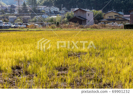 Rice paddy field in winter, Kanazawa, Ishikawa Prefecture, Western Japan. Rice paddy field in winter, Kanazawa, Ishikawa Prefecture, Western Japan. 69901232