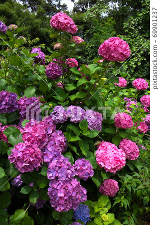 Hydrangea in Izu Shimoda Park 69901237