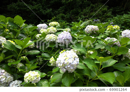 Hydrangea in Izu Shimoda Park 69901264