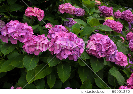 Hydrangea in Izu Shimoda Park 69901270