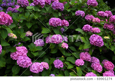 Hydrangea in Izu Shimoda Park 69901274