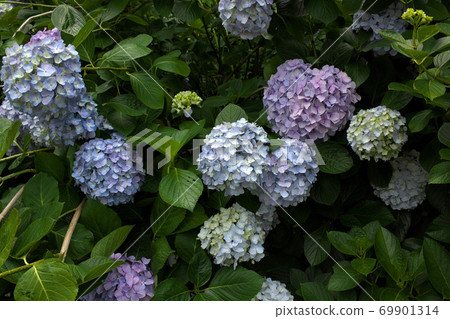 Hydrangea in Izu Shimoda Park Hydrangea in Izu Shimoda Park 69901314