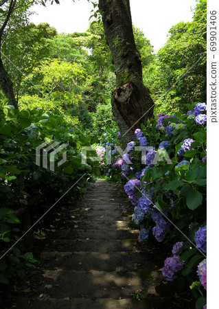 Hydrangea in Izu Shimoda Park 69901406