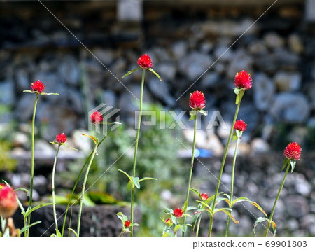 Ishigaki and Kibana Sennichikou (Yellow Flower Senboku) 69901803