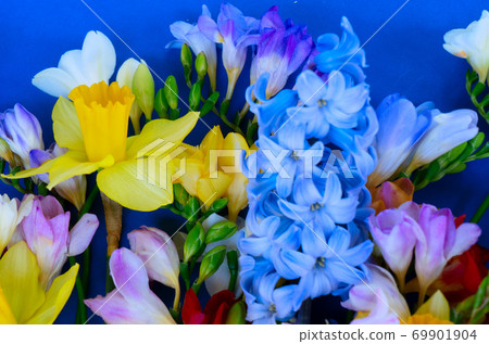 blooming daffodils, hyacinth and freesia flowers 69901904