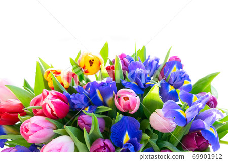 Pink and violet tulips flowers 69901912