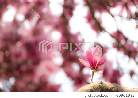 Magnolia flower 69901982