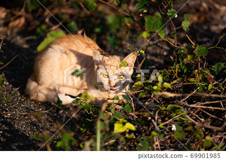 一隻貓在草叢中 69901985