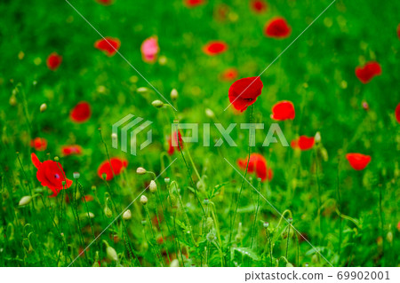 Poppy 69902001