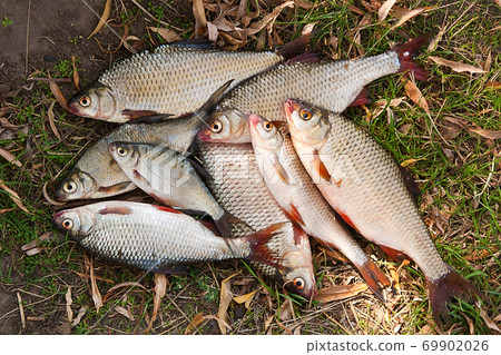 Pile of freshwater roach fish as background. 69902026