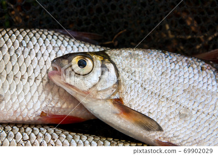 Close up view of the common bream fish just taken from the water. Close up view of the common bream fish just taken from the water. 69902029