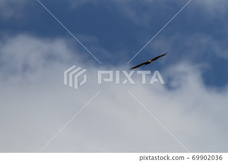 鳳頭蜂鷹 鳳頭蜂鷹 69902036