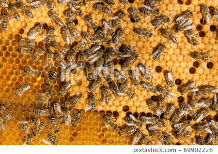 Busy bees inside hive with sealed cells for their young. 69902226