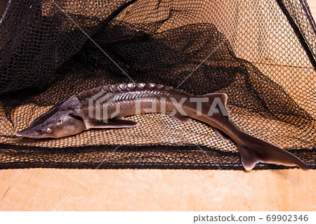Fresh sterlet fish on fishing net. Sterlet is a small sturgeon. 69902346