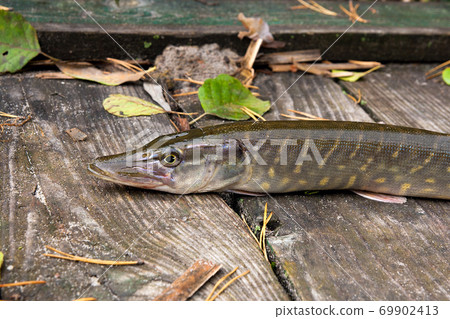 Freshwater Pike with Fishing Bait in Mouth and Fishing Equipment