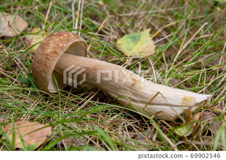Single porcini mushroom (Boletus edulis, cep, penny bun, porcino or king bolete) on natural background.. Single porcini mushroom (Boletus edulis, cep, penny bun, porcino or king bolete) on natural background.. 69902546