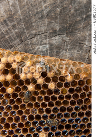 Close up view of the working bee on the honeycomb with sweet honey.. 69902577