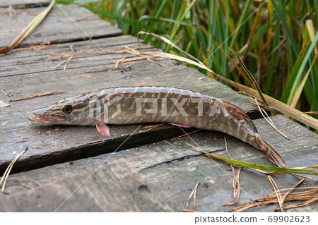 Freshwater pike fish on vintage wooden background. Freshwater pike fish on vintage wooden background. 69902623