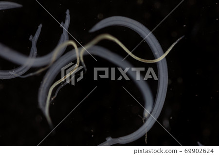 Schistosoma is a genus of trematodes, commonly known as blood flukes for education in laboratory. Schistosoma is a genus of trematodes, commonly known as blood flukes for education in laboratory. 69902624