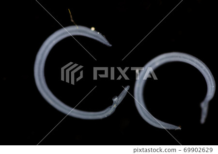 Schistosoma is a genus of trematodes, commonly known as blood flukes for education in laboratory. Schistosoma is a genus of trematodes, commonly known as blood flukes for education in laboratory. 69902629