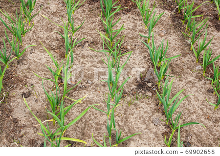 Young green garlic growing in the garden. Spring harvest. Rows in the ground. Young green garlic growing in the garden. Spring harvest. Rows in the ground. 69902658