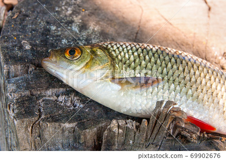 Close up view of single common rudd fish on natural vintage wooden background.. Close up view of single common rudd fish on natural vintage wooden background.. 69902676