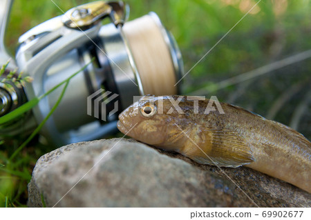Close up view of freshwater bullhead fish or round goby fish just taken from the water on gray stone background and fishing rod with reel.. Close up view of freshwater bullhead fish or round goby fish just taken from the water on gray stone background and fishing rod with reel.. 69902677