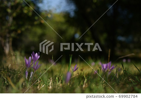 Wild crocus (Crocus tommasinianus) blooming 69902784
