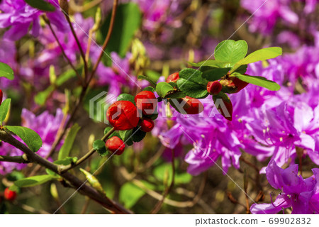 Bokeh and azaleas blooming in the spring garden 69902832