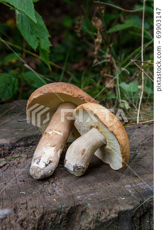 Several porcini mushrooms (Boletus edulis, cep, penny bun, porcino or king bolete) on wooden background.. Several porcini mushrooms (Boletus edulis, cep, penny bun, porcino or king bolete) on wooden background.. 69903147