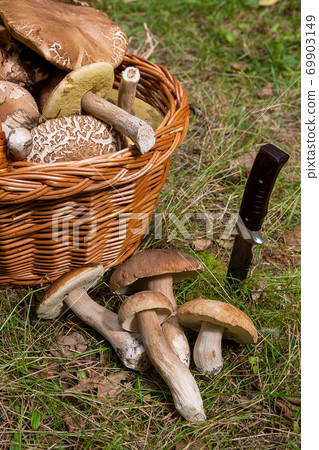 Several Porcini mushrooms (Boletus edulis, cep, penny bun, porcino or king bolete) with knife and wicker basket on natural background.. 69903149