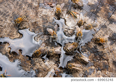 Bees and wasp swarming on honey drops on vintage wooden background.. Bees and wasp swarming on honey drops on vintage wooden background.. 69903248