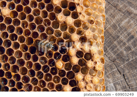 Close up view of the working bee on the honeycomb with sweet honey.. 69903249