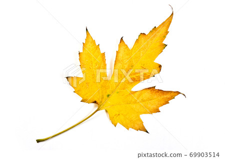 Autumn maple leaf isolated on white background. With clipping path. 69903514