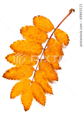 Autumn rowan tree leaf isolated on white background. With clipping path. Autumn rowan tree leaf isolated on white background. With clipping path. 69903515
