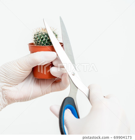 Hands cutting thorn of cactus 69904173
