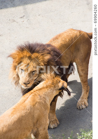 Lion male and female Lion male and female 69904260