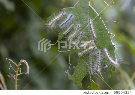 Fall webworm larvae eating mulberry leaves 69904334