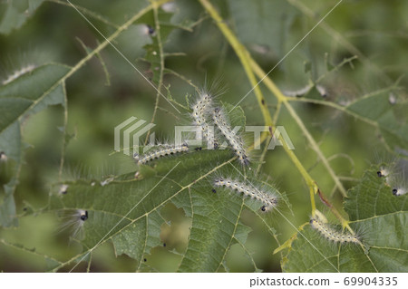 Fall webworm larvae eating mulberry leaves Fall webworm larvae eating mulberry leaves 69904335