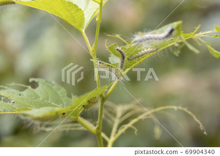 乳桿菌幼蟲吃桑葉 69904340