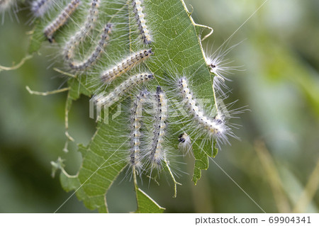 乳桿菌幼蟲吃桑葉 69904341