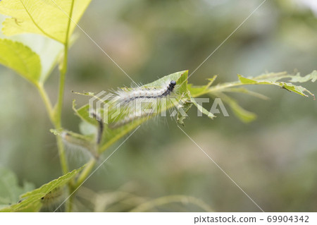 乳桿菌幼蟲吃桑葉 乳桿菌幼蟲吃桑葉 69904342