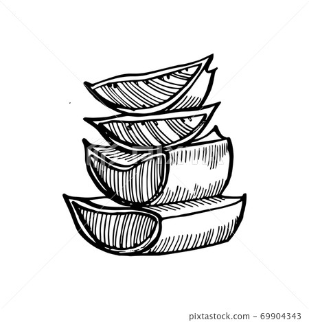 Aloe Vera plant on white Background. Graphic illustration agave, aloe vera, succulent, green plant. Botanical graphic illustration of Aloe Vera. 69904343