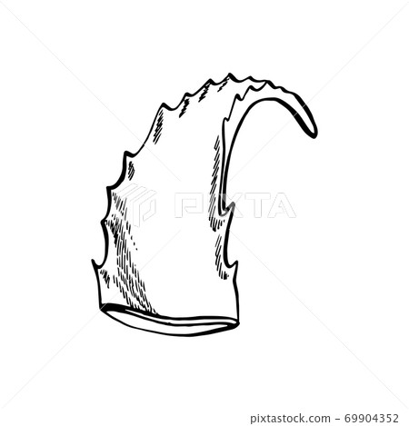 Aloe Vera plant on white Background. Graphic illustration agave, aloe vera, succulent, green plant. Botanical graphic illustration of Aloe Vera. 69904352