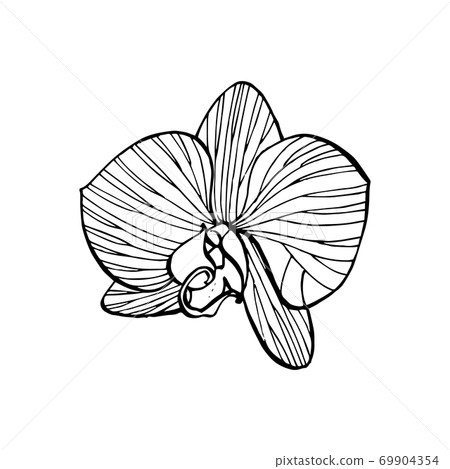 White flowers. SPA concept. Graphic illustrations. Botanical painting on isolated white background. Can be used as background for web pages wedding invitations, greeting cards, postcards, patterns 69904354