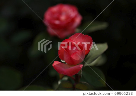 Arao City Ominous Citizen Flower Bed Rose Flower, Arao City Ominous Citizen Flower Bed Rose Flower, 69905258